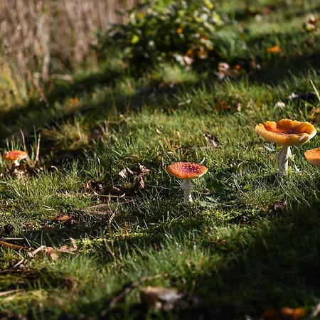 Sleep Space 2 - Tiny Spot Friesland