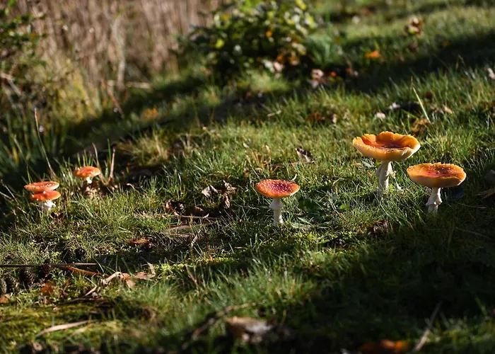 Sleep Space 2 - Tiny Spot Friesland